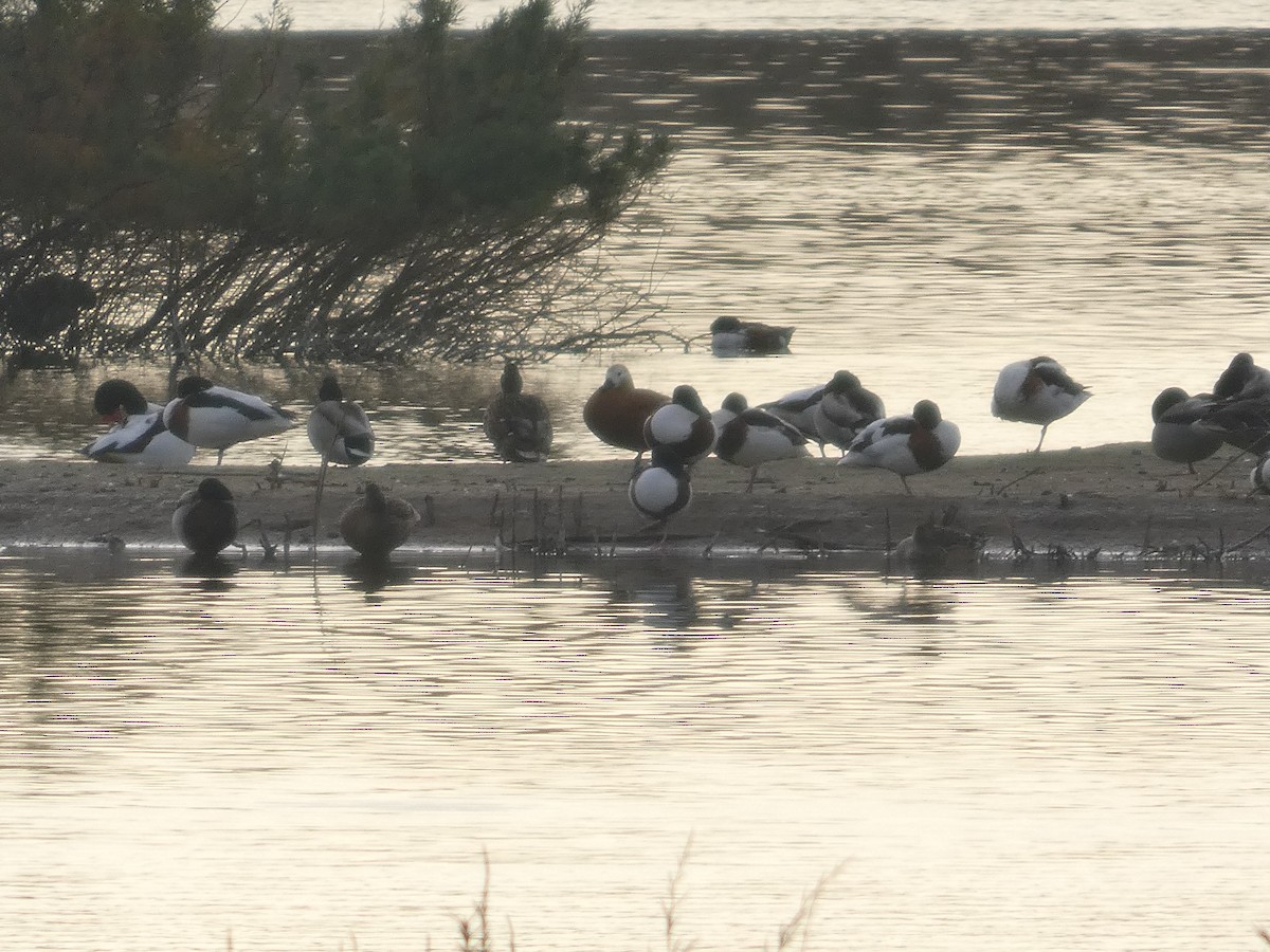 Paita gorrizta - ML646750930