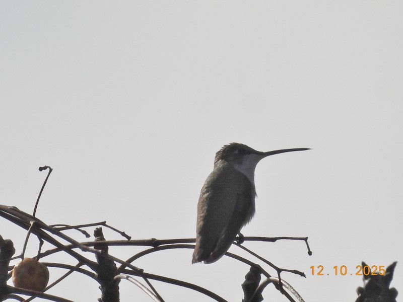 Colibri à gorge rubis - ML646750931