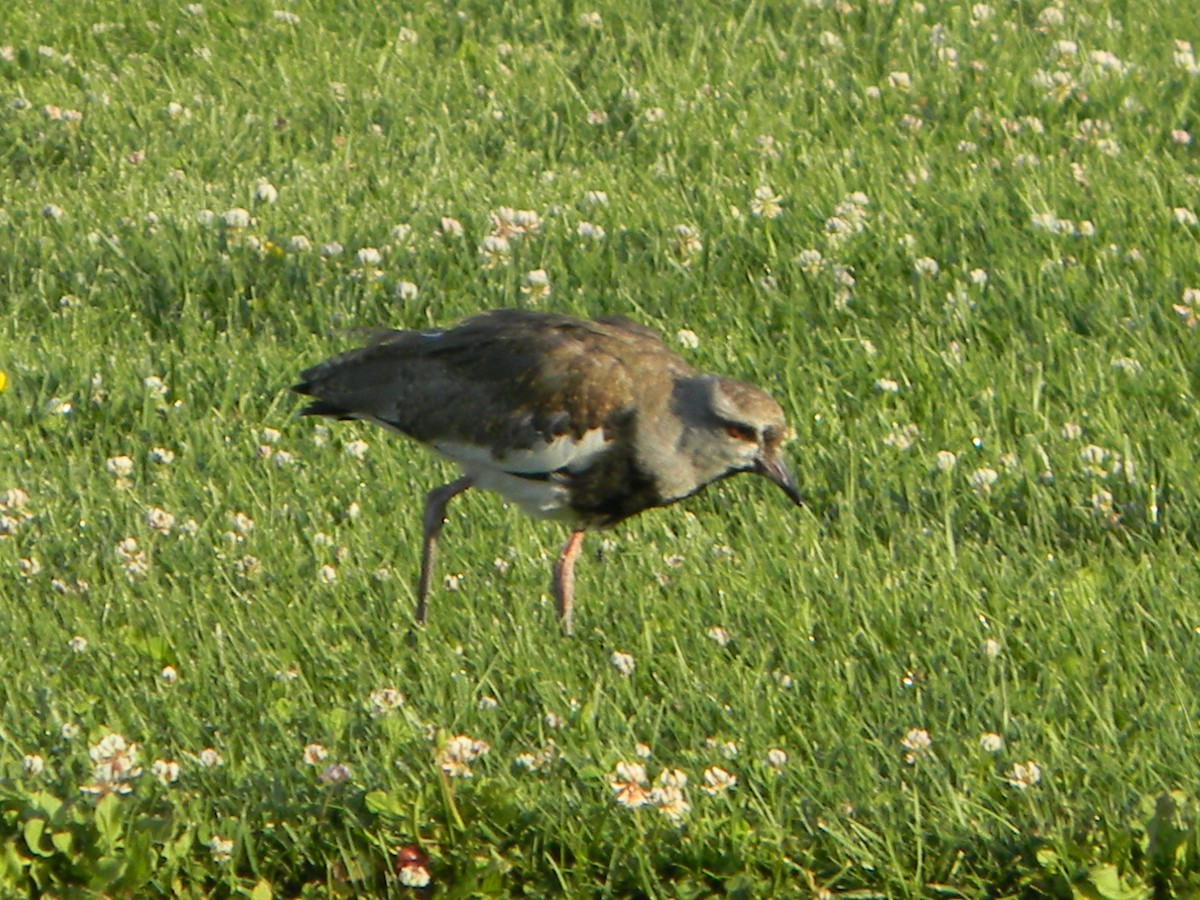 Чайка чилійська - ML646750932