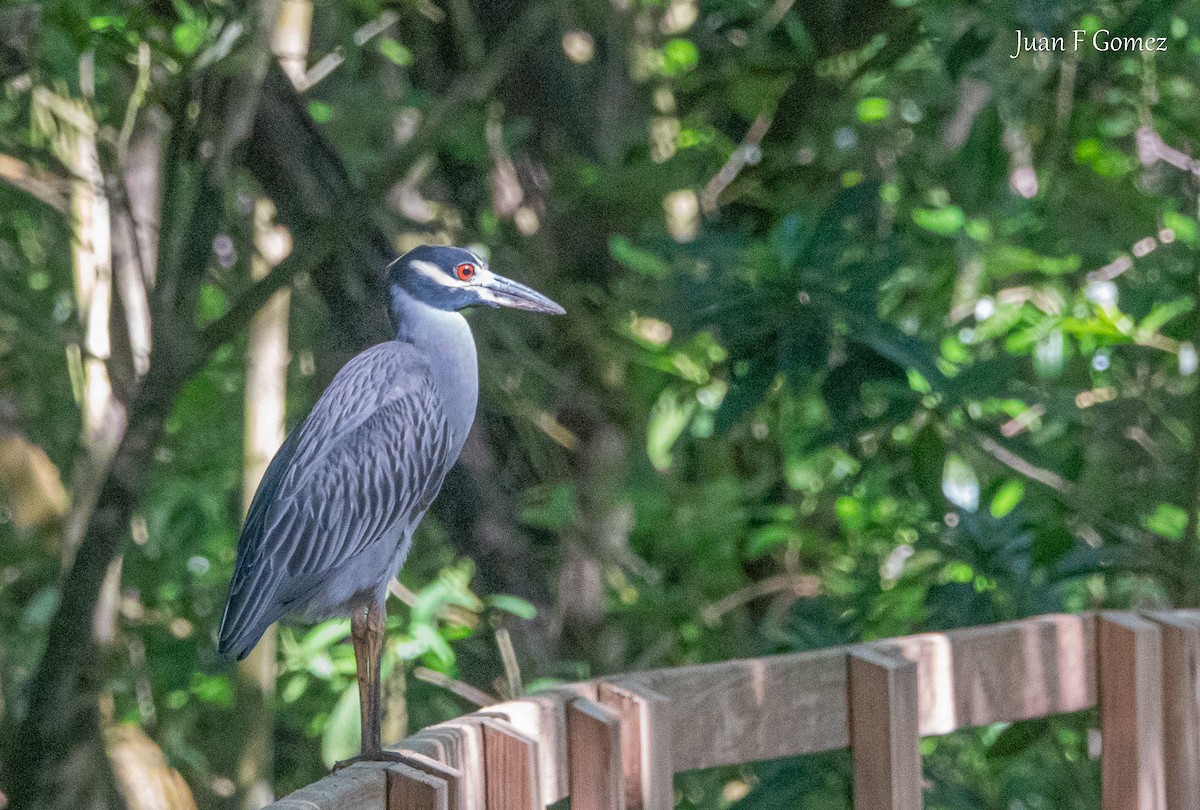 Yellow-crowned Night Heron - ML646750933
