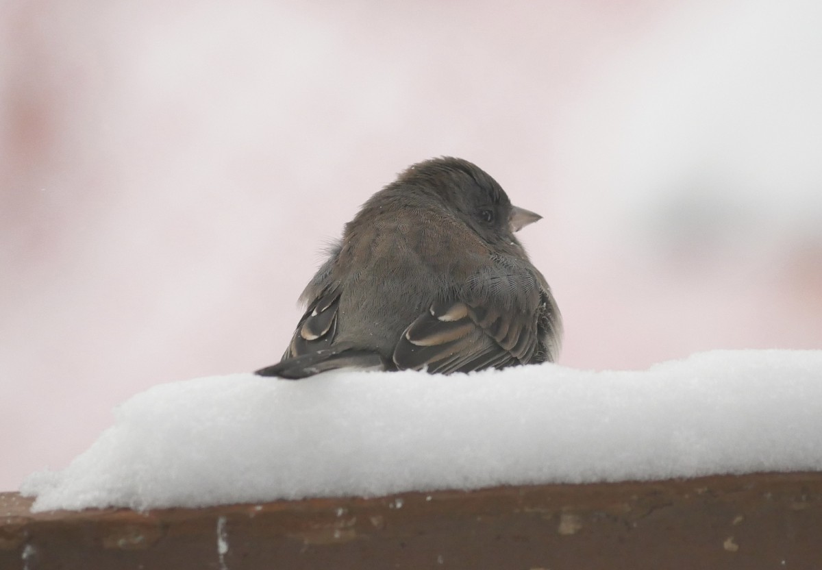 Dark-eyed Junco - ML646750937
