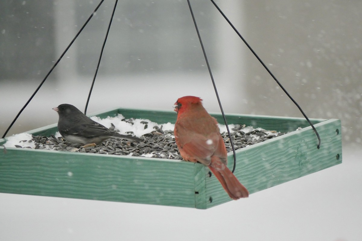 Dark-eyed Junco - ML646750938