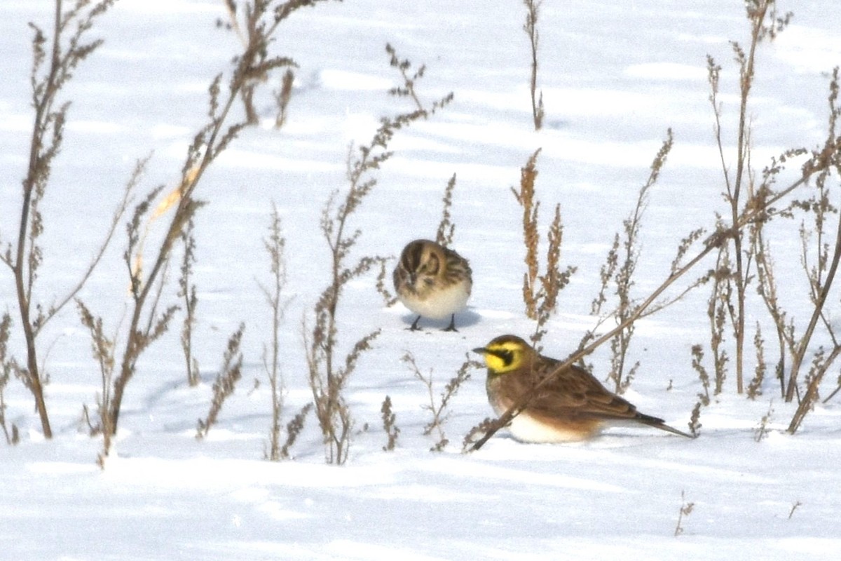 Lapland Longspur - ML646750942