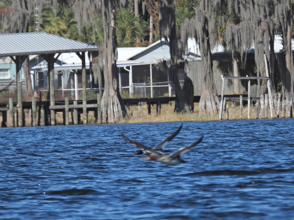 Red-breasted Merganser - ML646750943