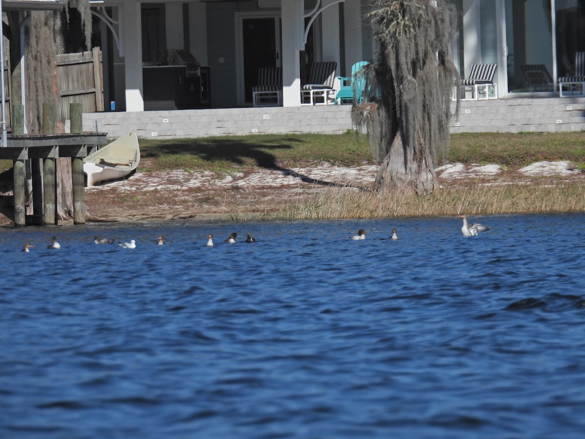 Red-breasted Merganser - ML646750944