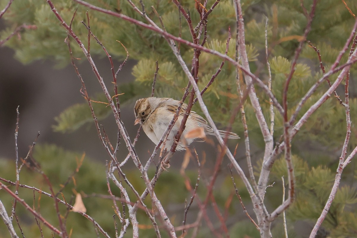 Clay-colored Sparrow - ML646750945