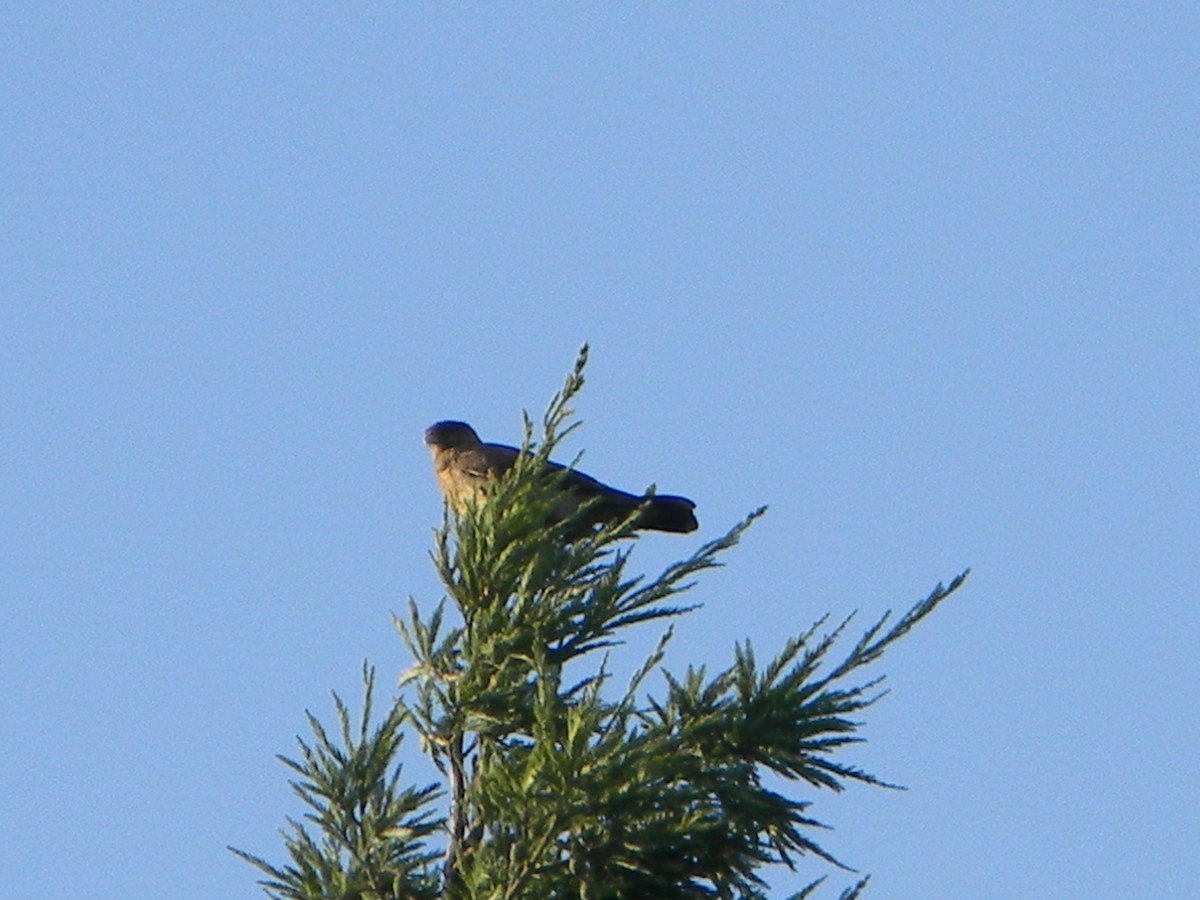 Хіманго - ML646750948