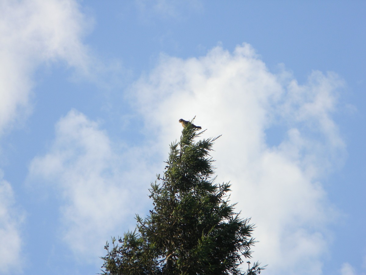 Хіманго - ML646750949