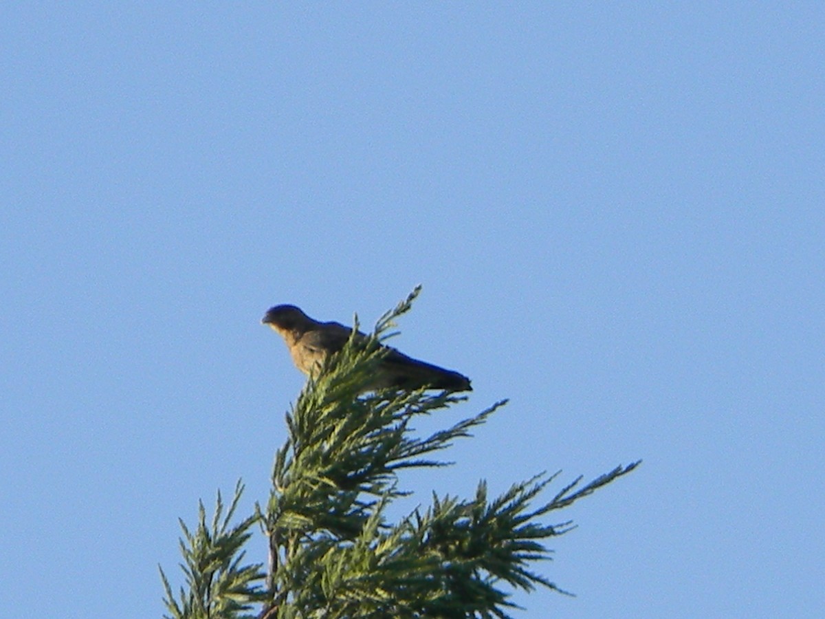 Хіманго - ML646750950