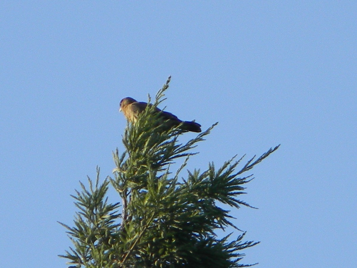 Хіманго - ML646750951