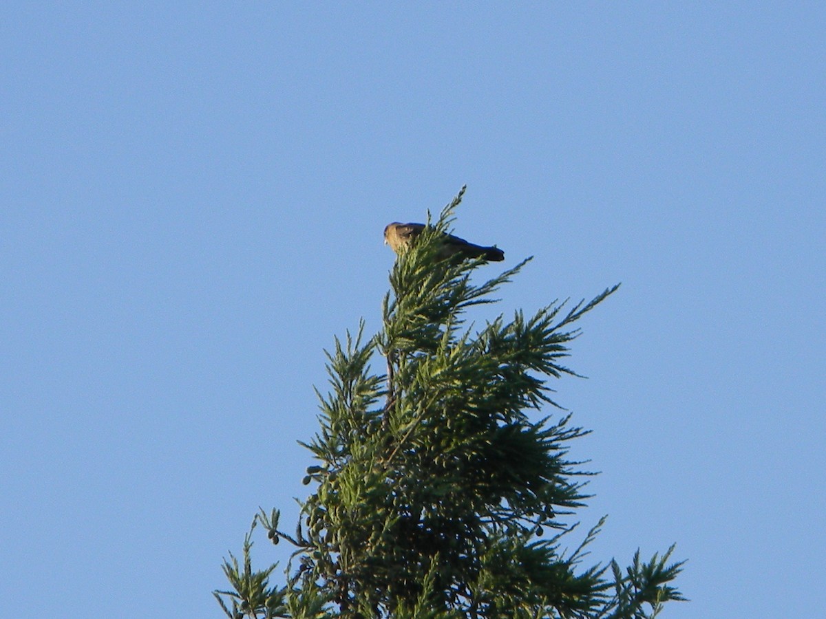 Хіманго - ML646750952