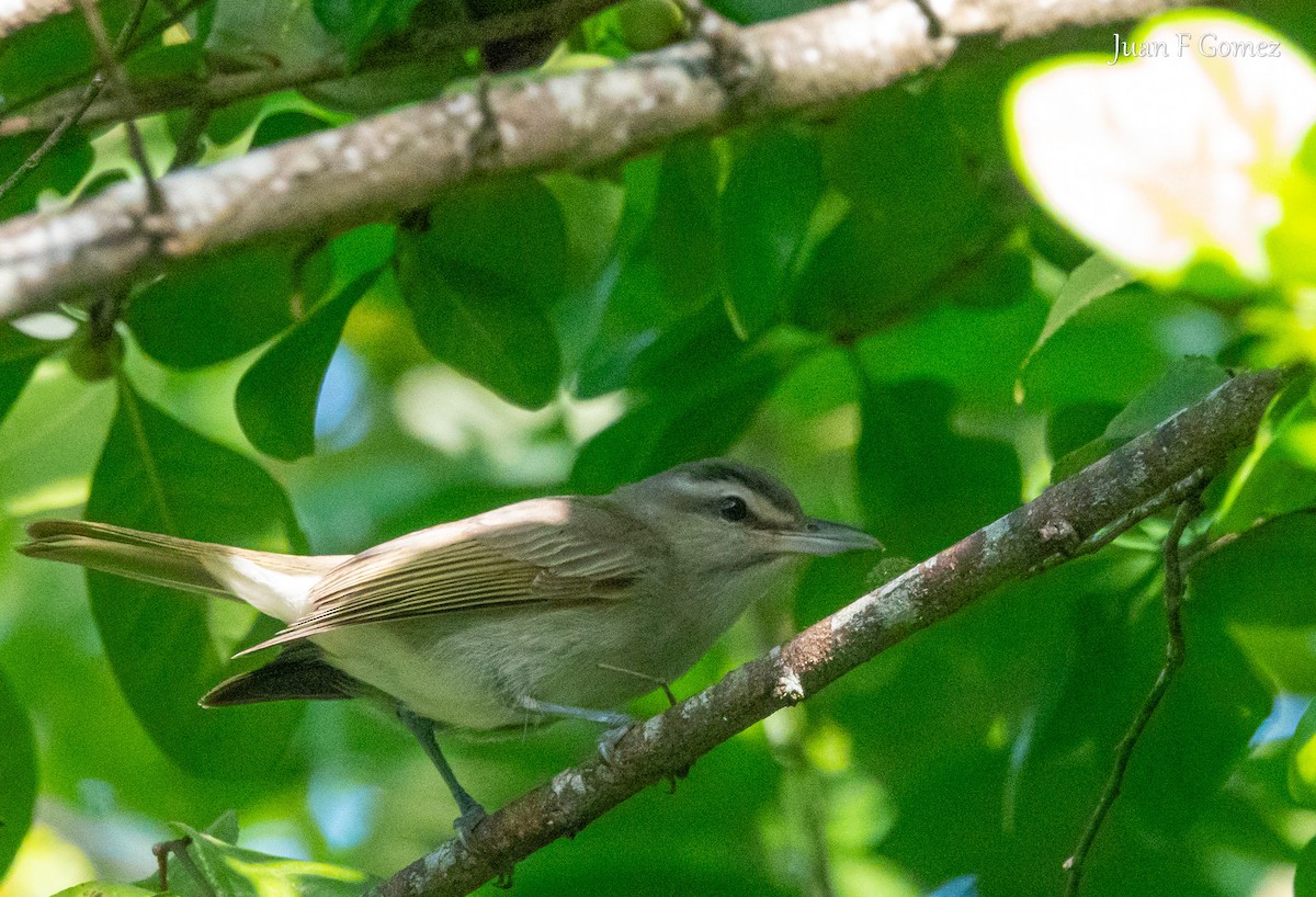 Black-whiskered Vireo - ML646750953