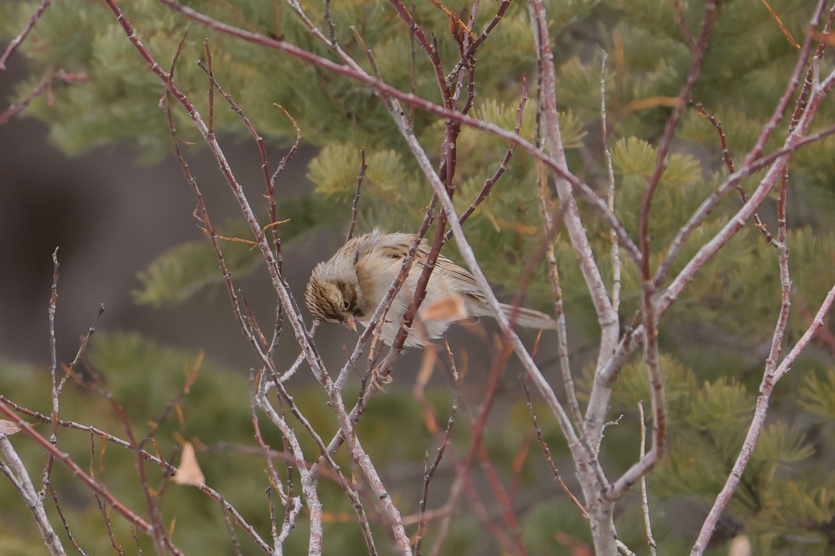 Clay-colored Sparrow - ML646750955