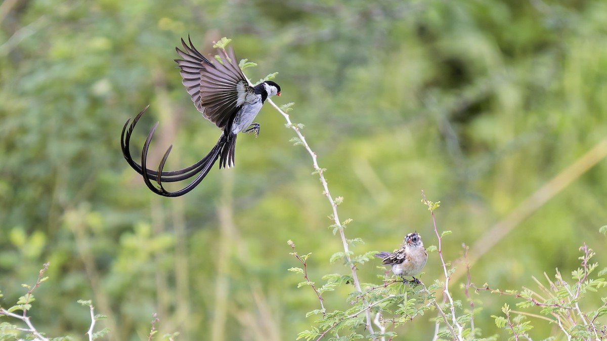 テンニンチョウ - ML646750956