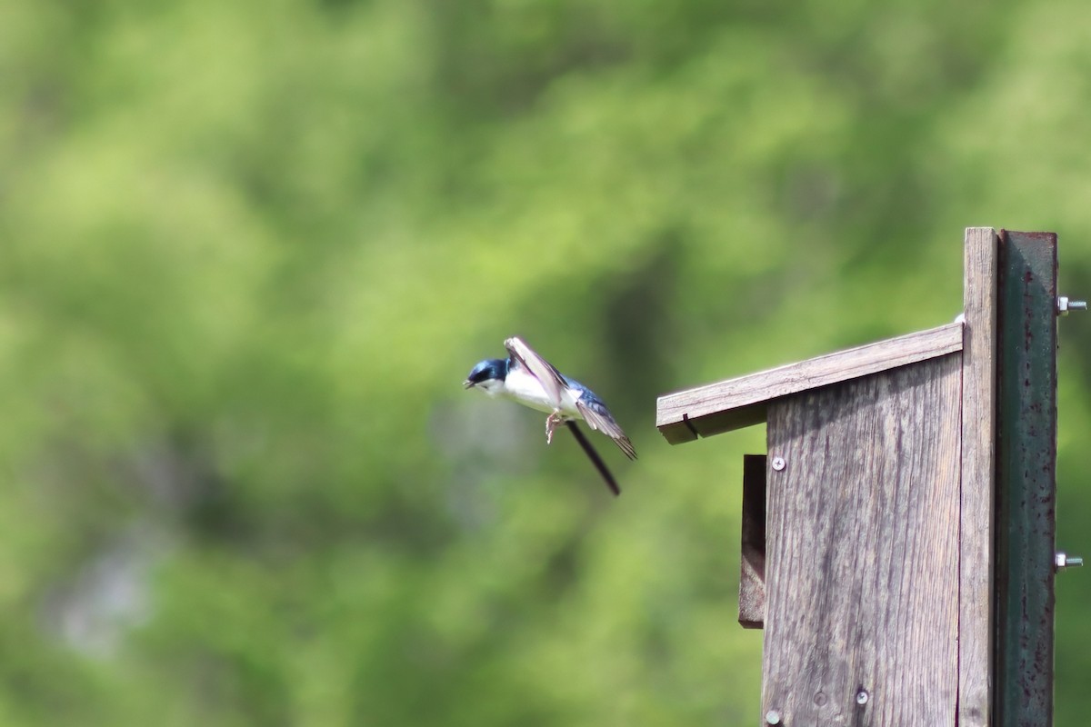 Tree Swallow - ML646750957