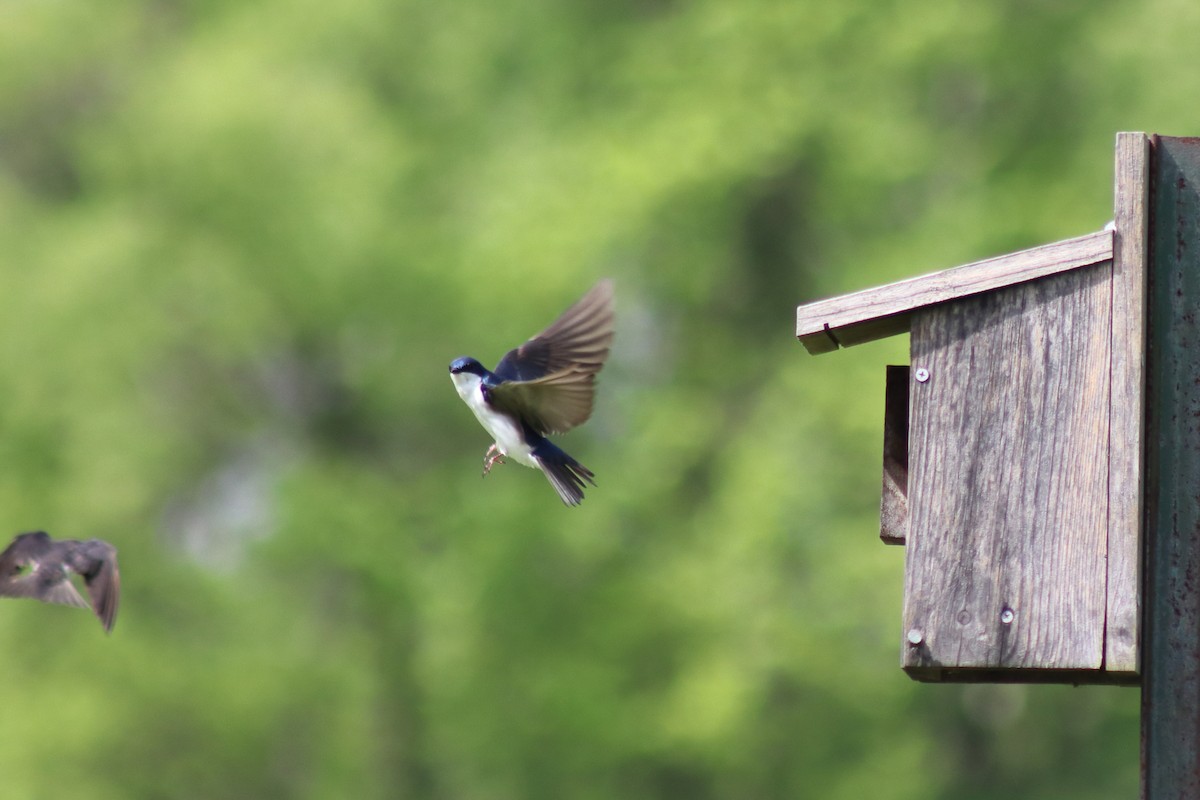 Tree Swallow - ML646750958