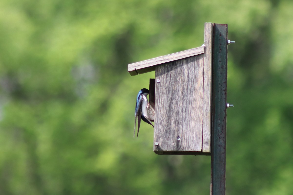 Tree Swallow - ML646750959
