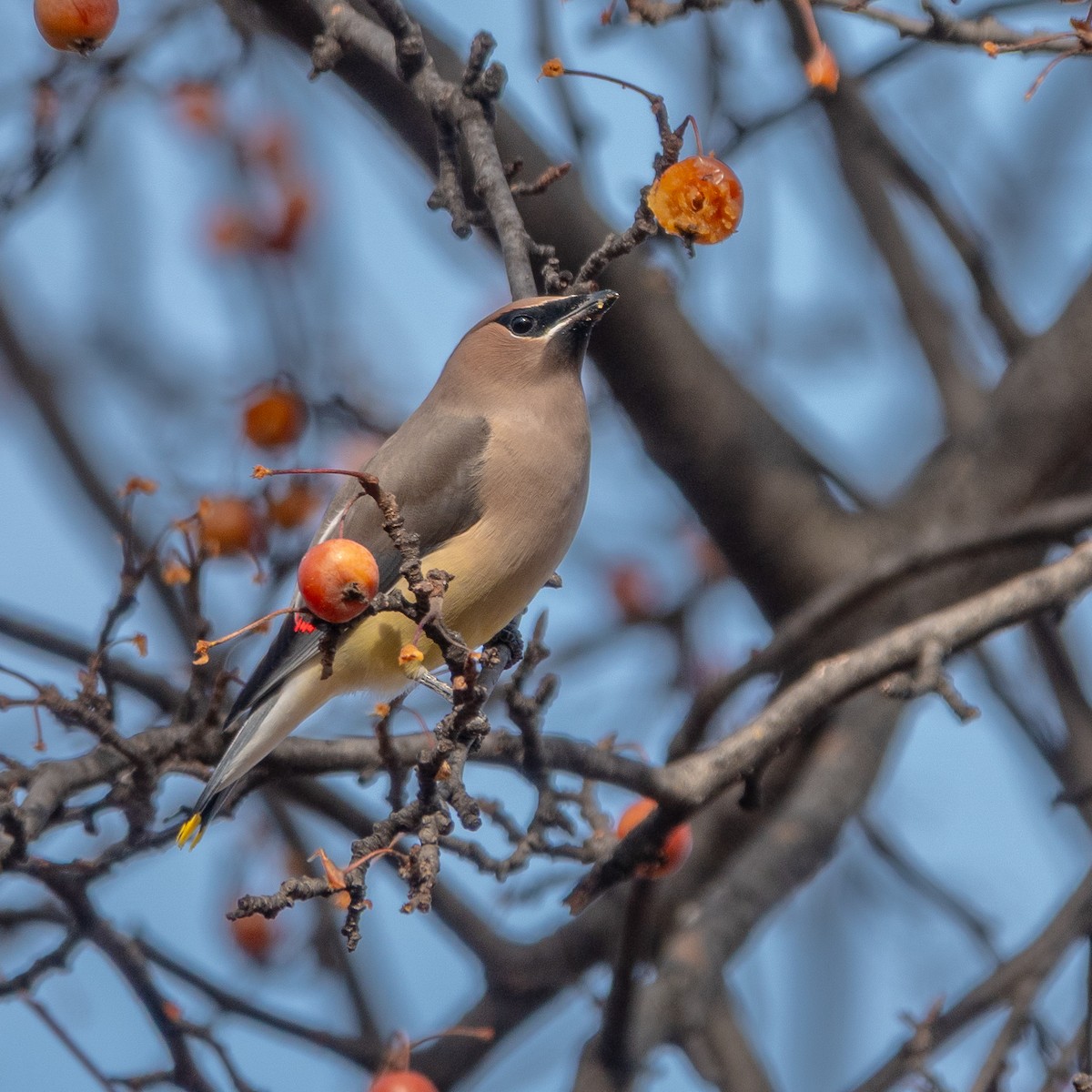 brkoslav americký - ML646750960