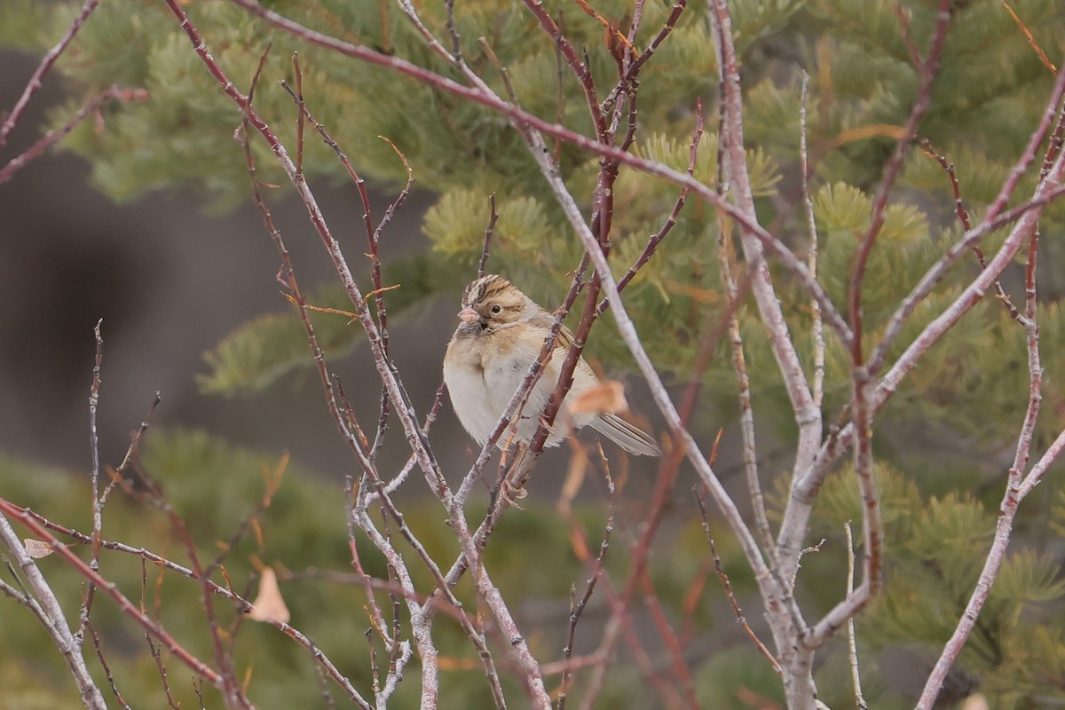Clay-colored Sparrow - ML646750965