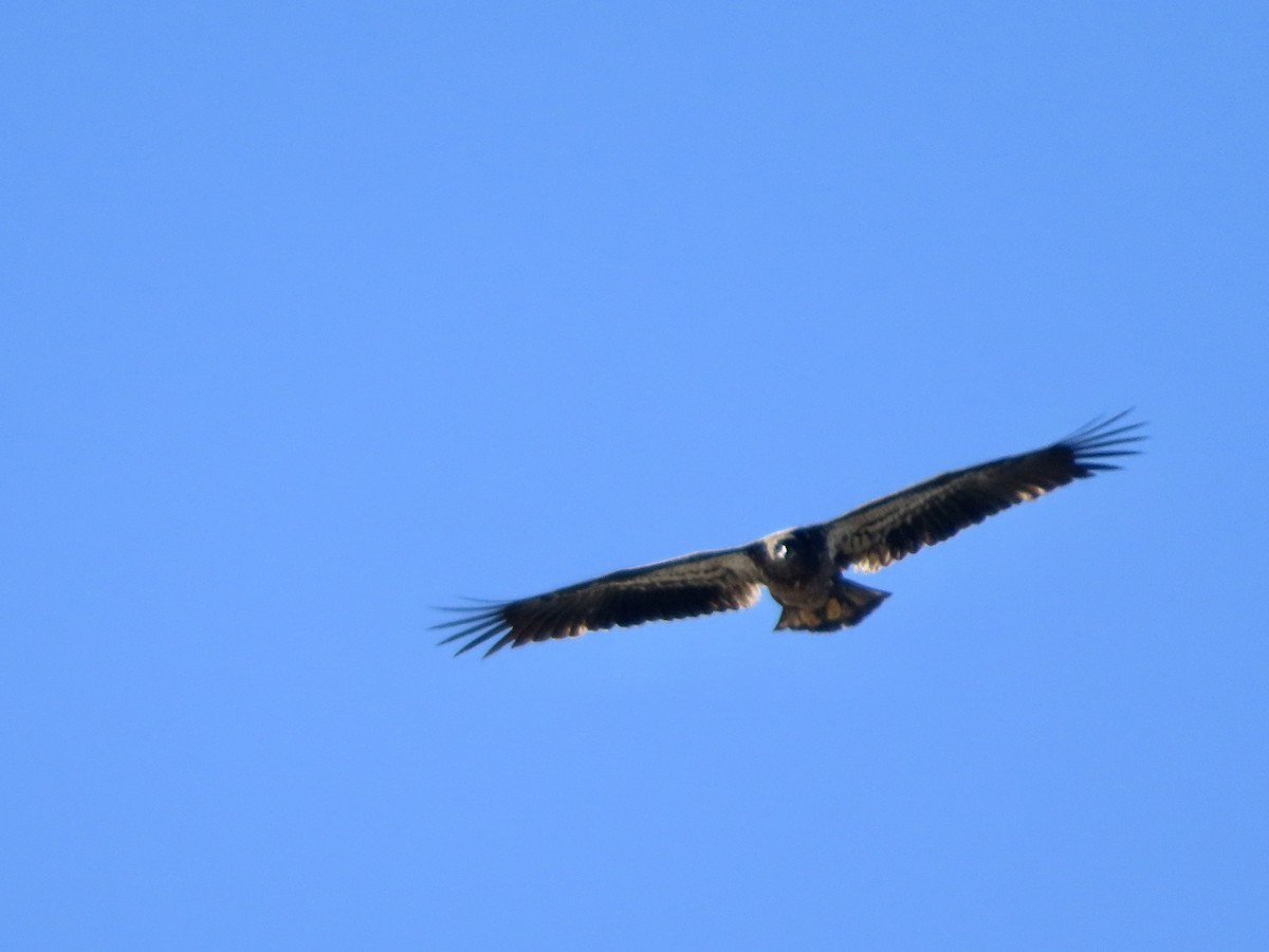 Bald Eagle - ML646750966
