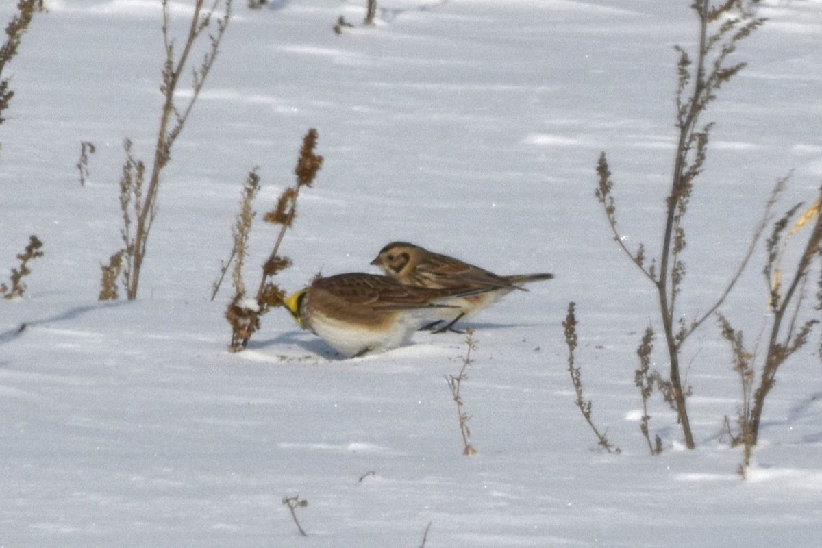 Lapland Longspur - ML646750967
