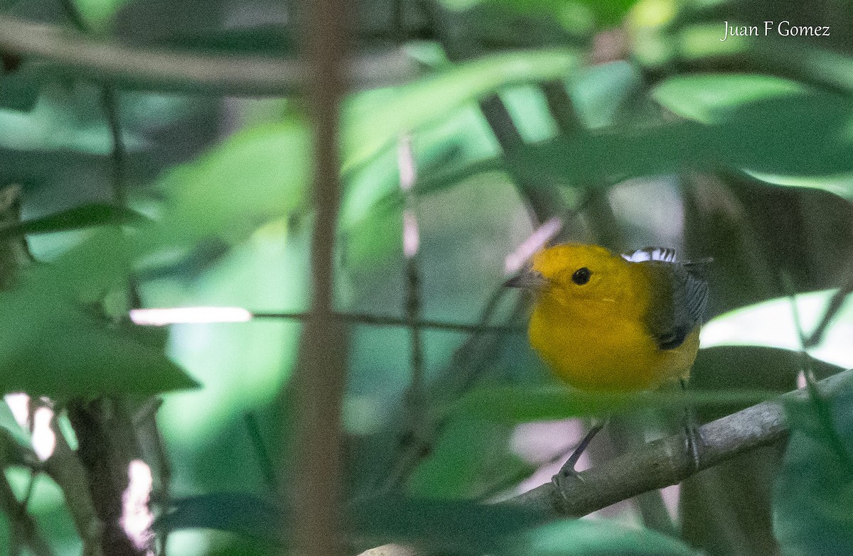 Prothonotary Warbler - ML646750971