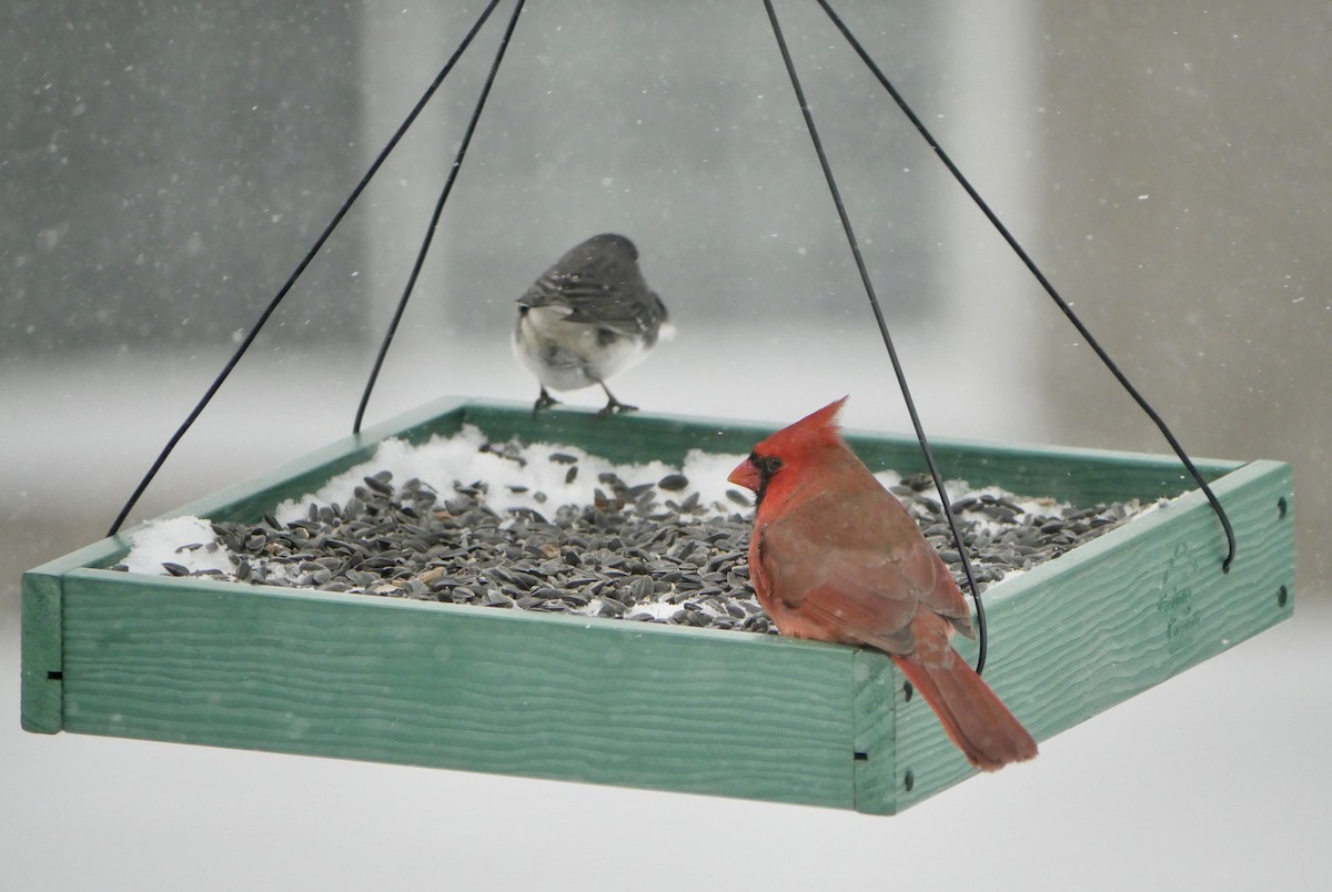 Northern Cardinal - ML646750972