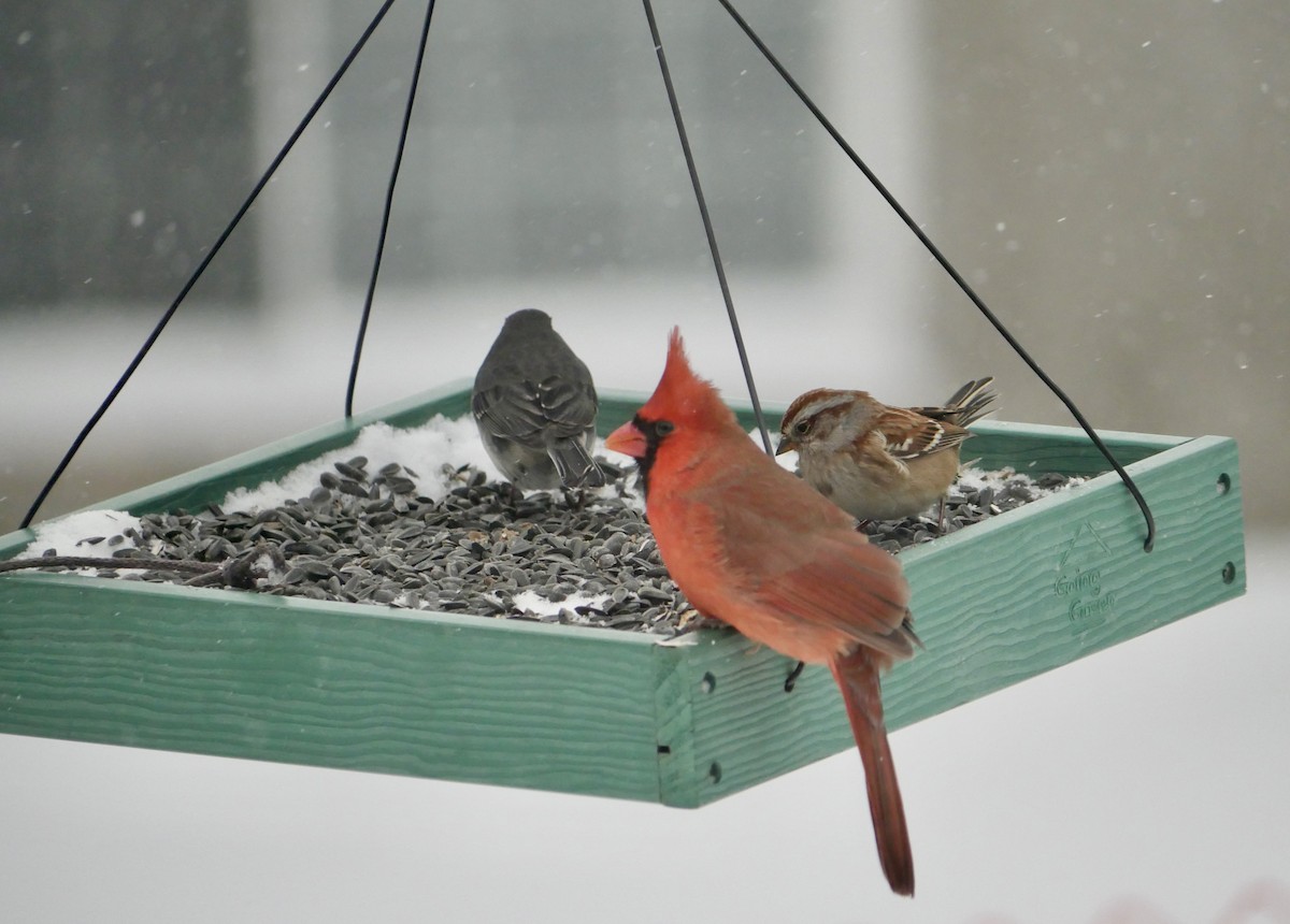 Northern Cardinal - ML646750973