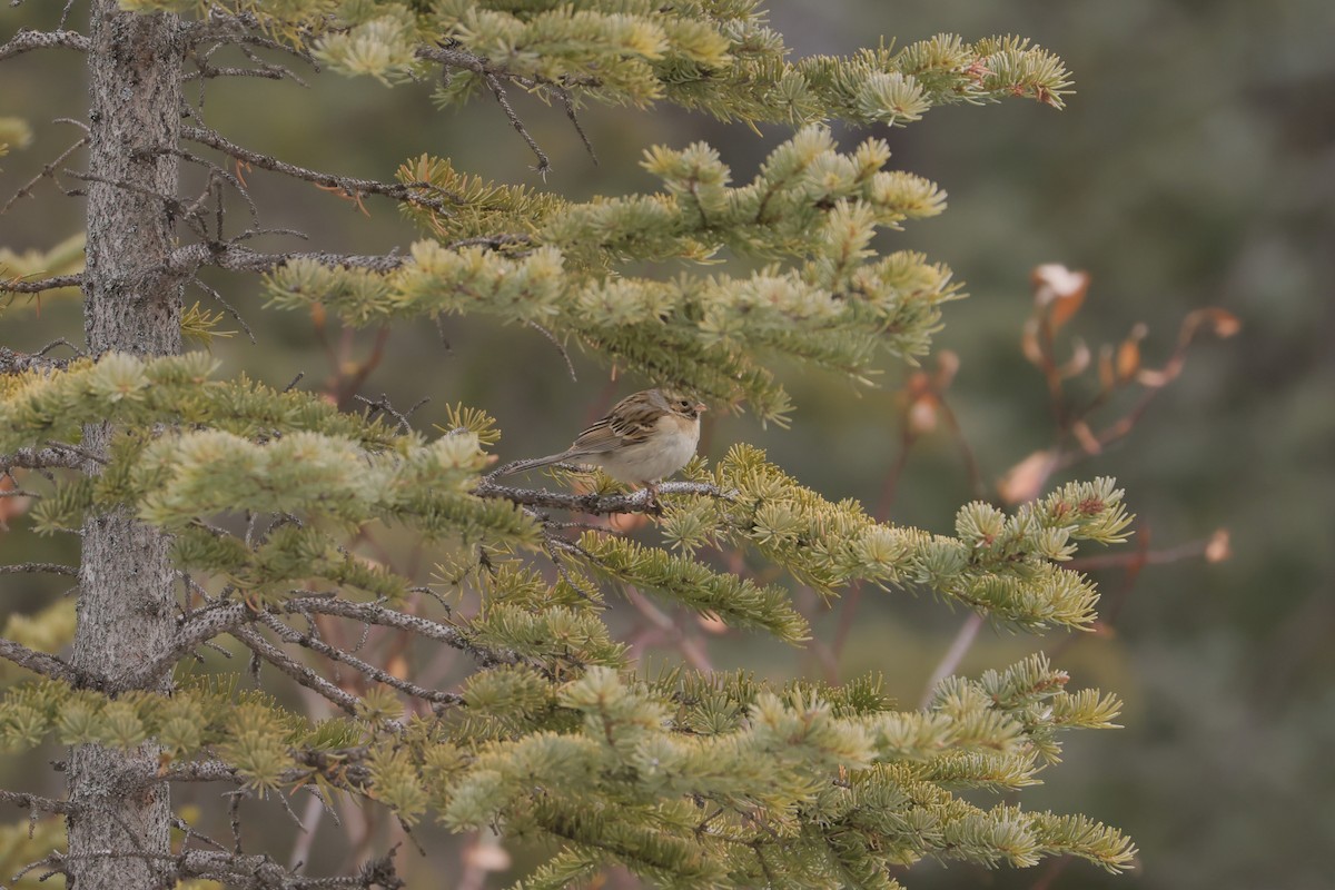 Clay-colored Sparrow - ML646750974