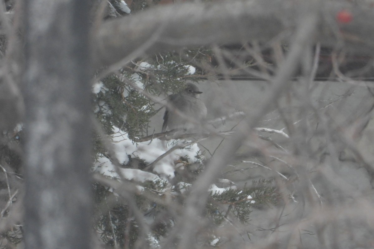 Townsend's Solitaire - ML646750975