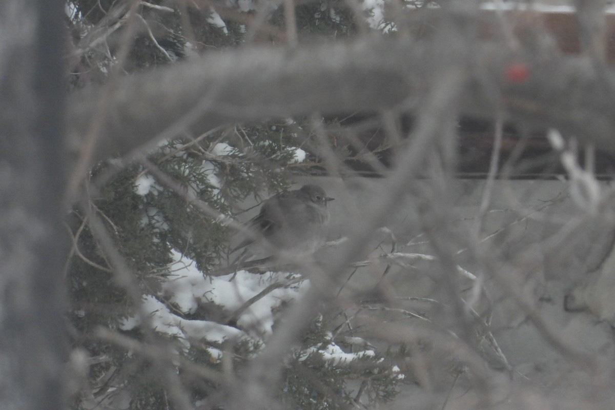 Townsend's Solitaire - ML646750976