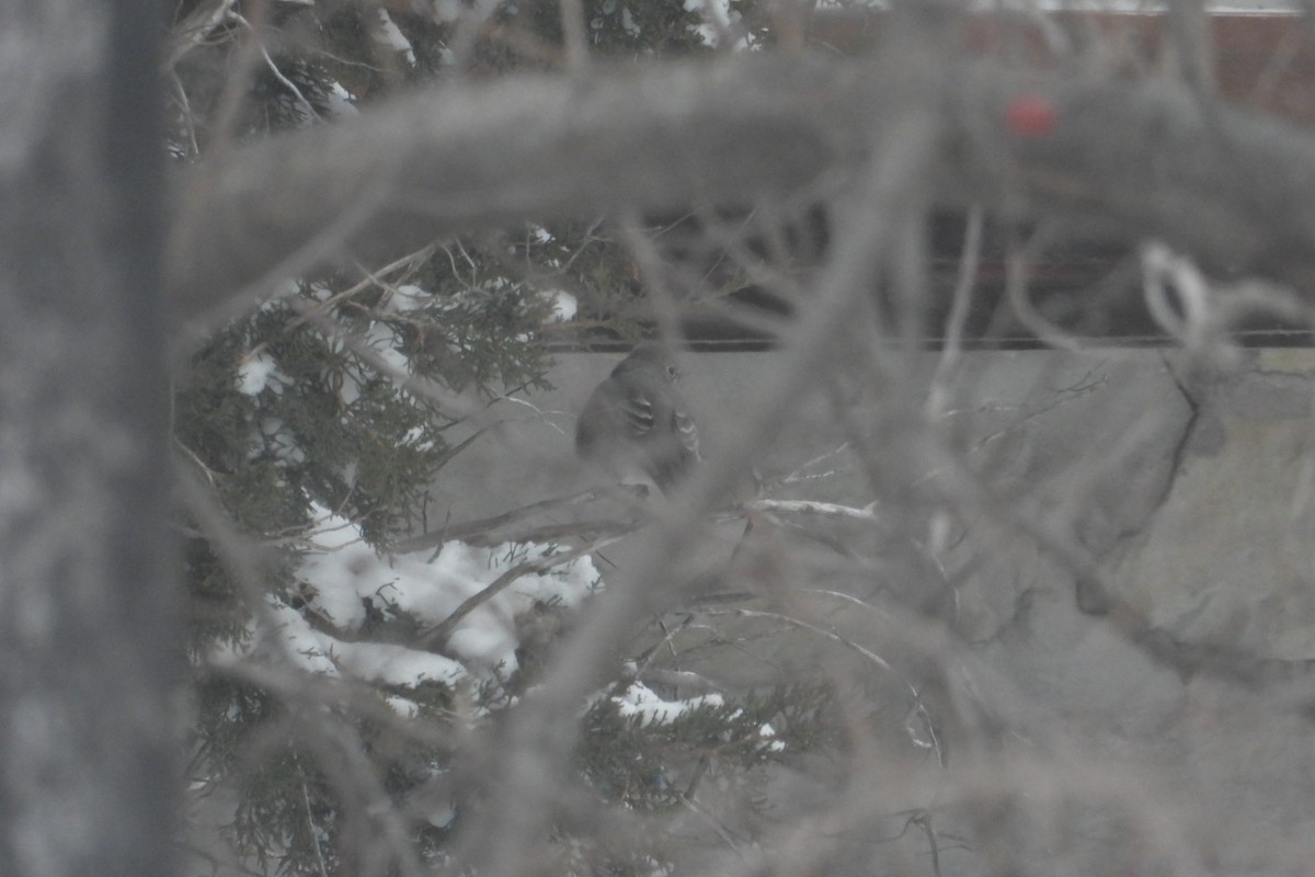 Townsend's Solitaire - ML646750977