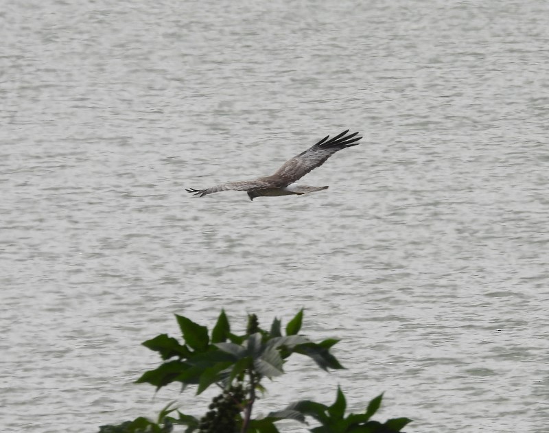 Northern Harrier - ML646750978