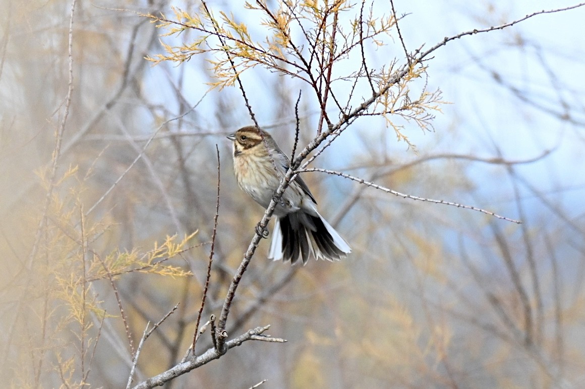 Zingira-berdantza eurasiarra - ML646750980