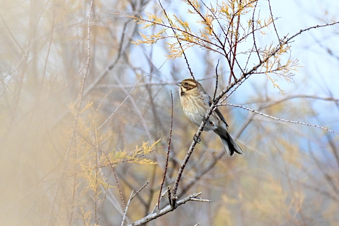 Zingira-berdantza eurasiarra - ML646750981