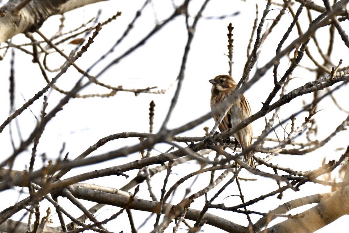 Zingira-berdantza eurasiarra - ML646750982