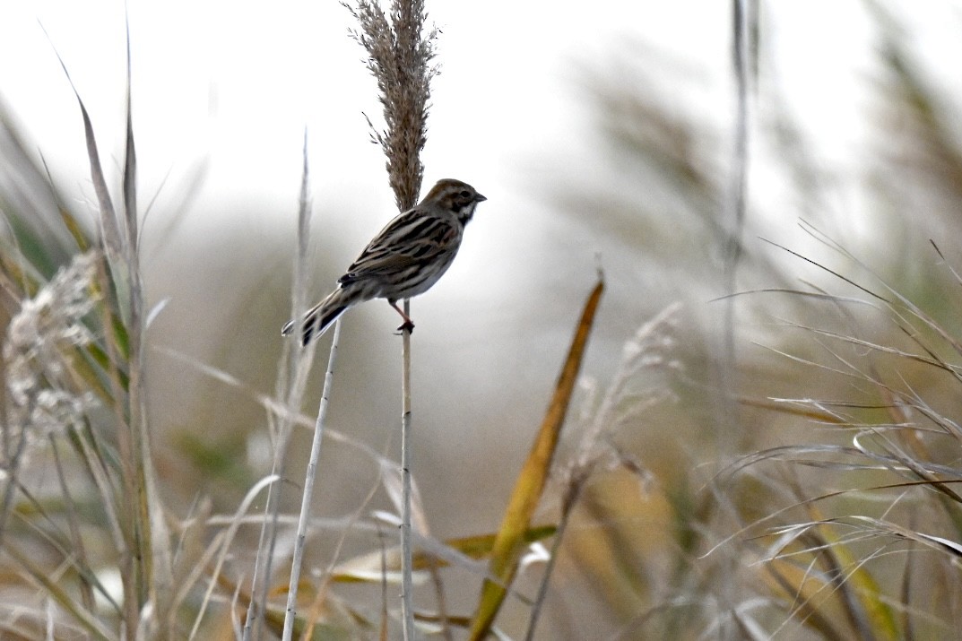 Zingira-berdantza eurasiarra - ML646750983
