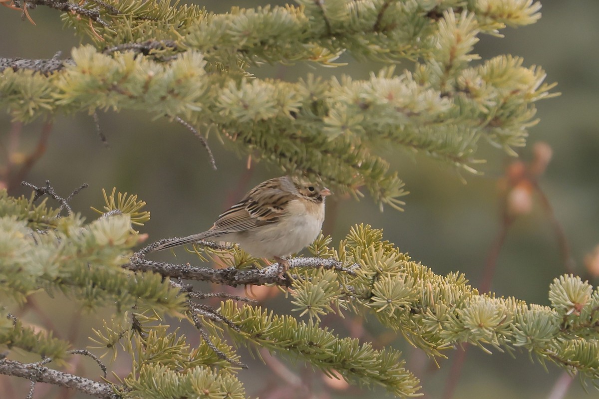 Clay-colored Sparrow - ML646750985