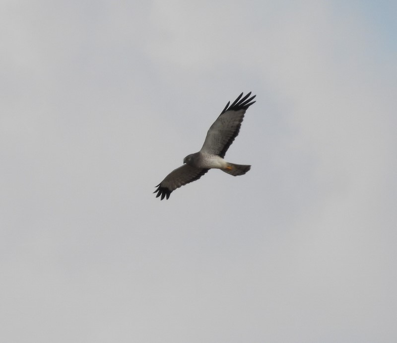 Northern Harrier - ML646750986