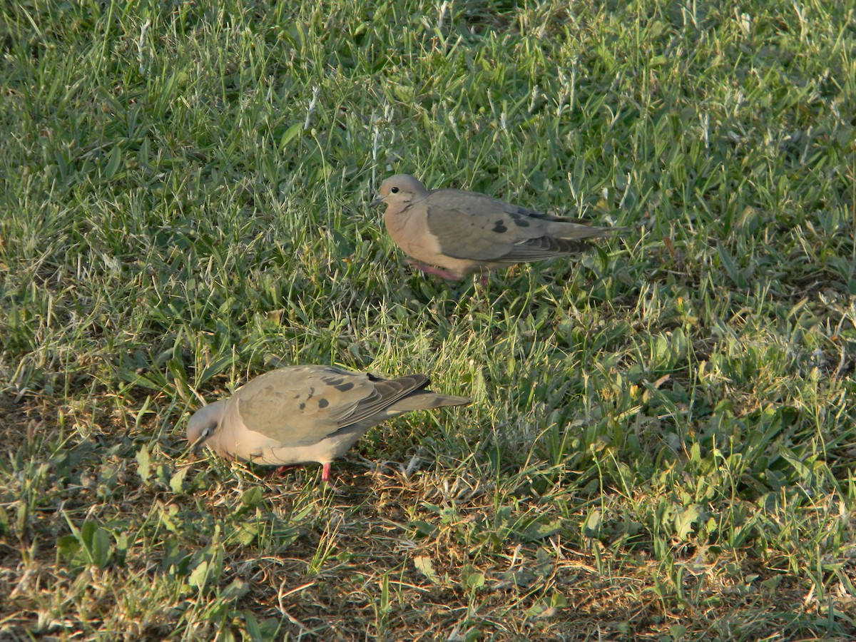 Зенаїда південна - ML646750987