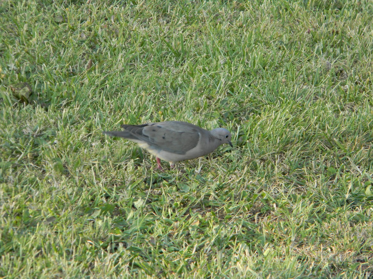 Зенаїда південна - ML646750988