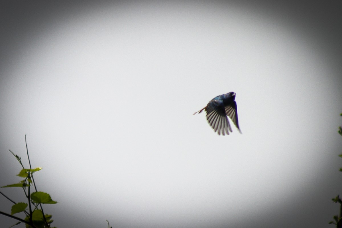 Passerin indigo - ML646750989