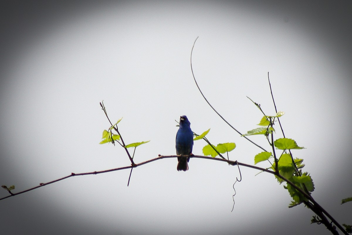 Passerin indigo - ML646750990