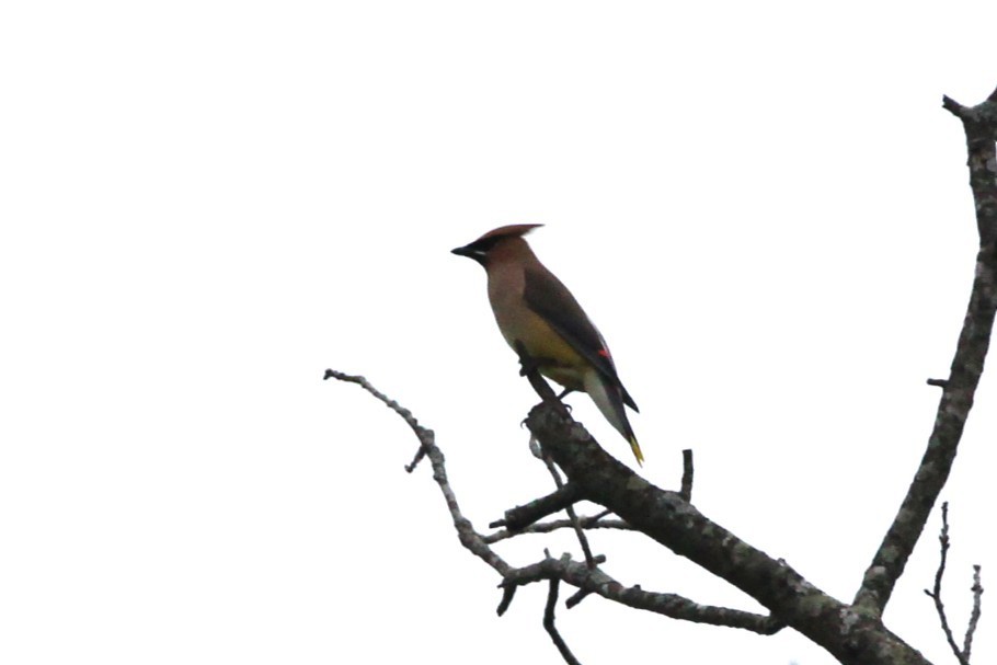 Ampelis Americano - ML646750993