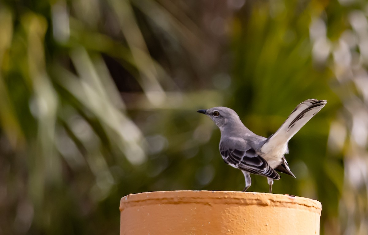 Northern Mockingbird - ML646750995