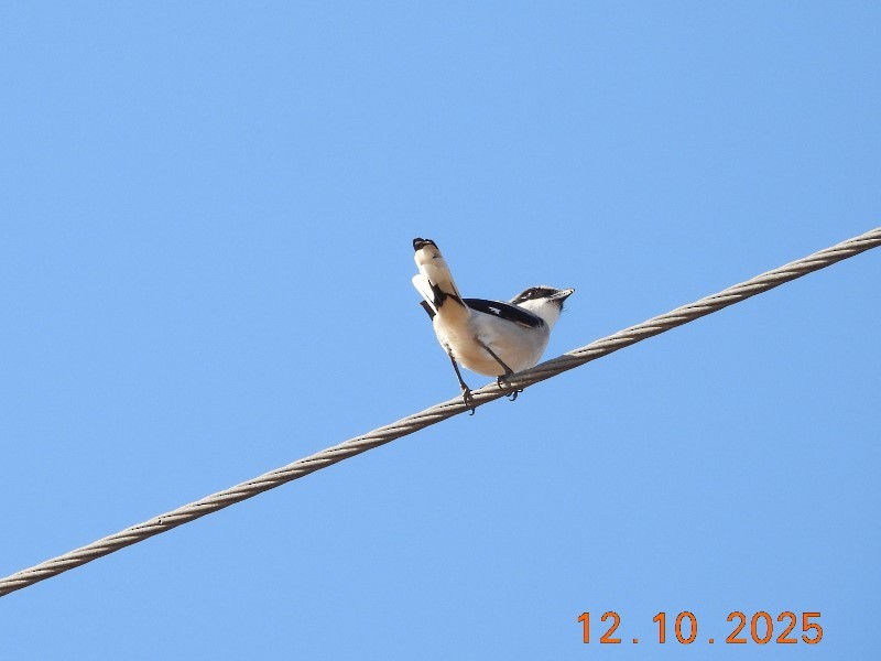 Loggerhead Shrike - ML646750996
