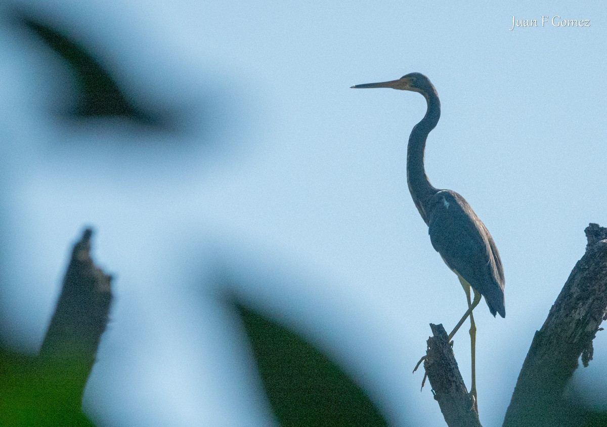 Tricolored Heron - ML646750997