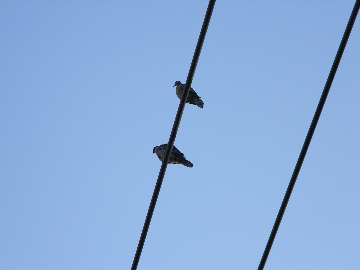 Зенаїда південна - ML646750998