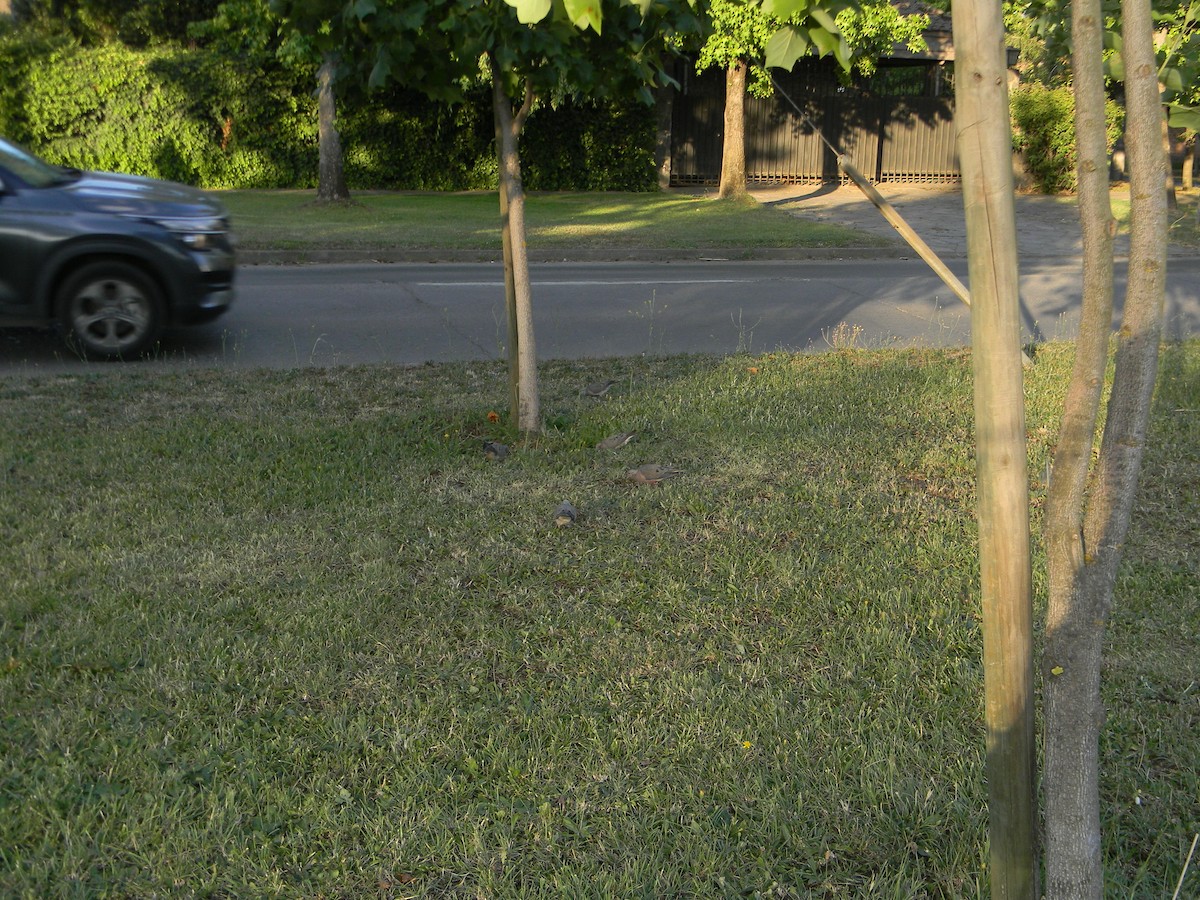 Зенаїда південна - ML646750999