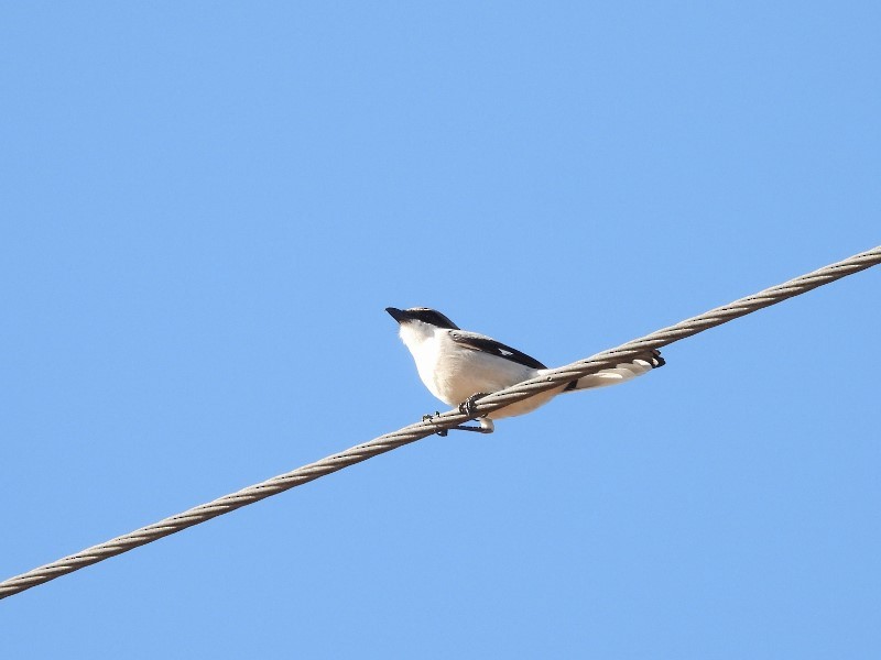 Loggerhead Shrike - ML646751001